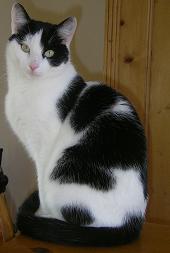 Het PetPorte kattenluik