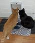 Het PetPorte kattenluik
